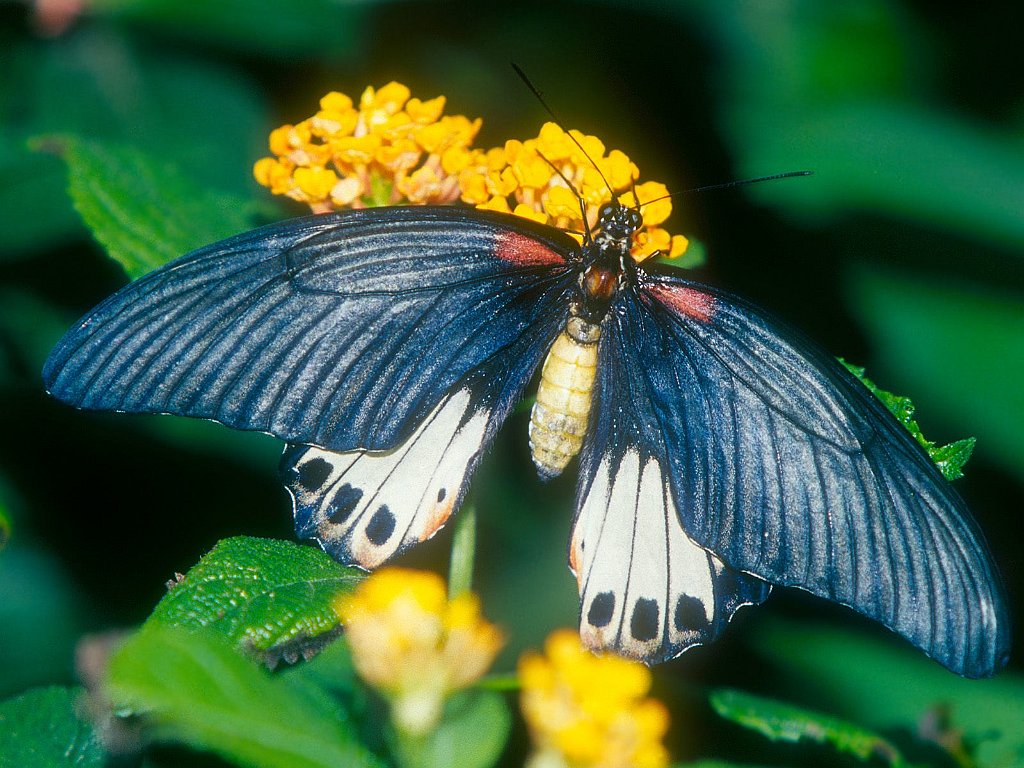 Great Mormon Butterfly